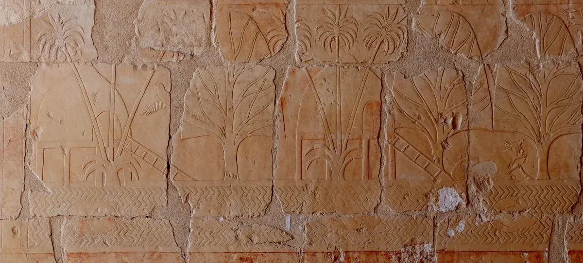 Carved relief of incense trees from the Punt expedition at the temple of Hatshepsut, seen on a Valley of the Kings tour